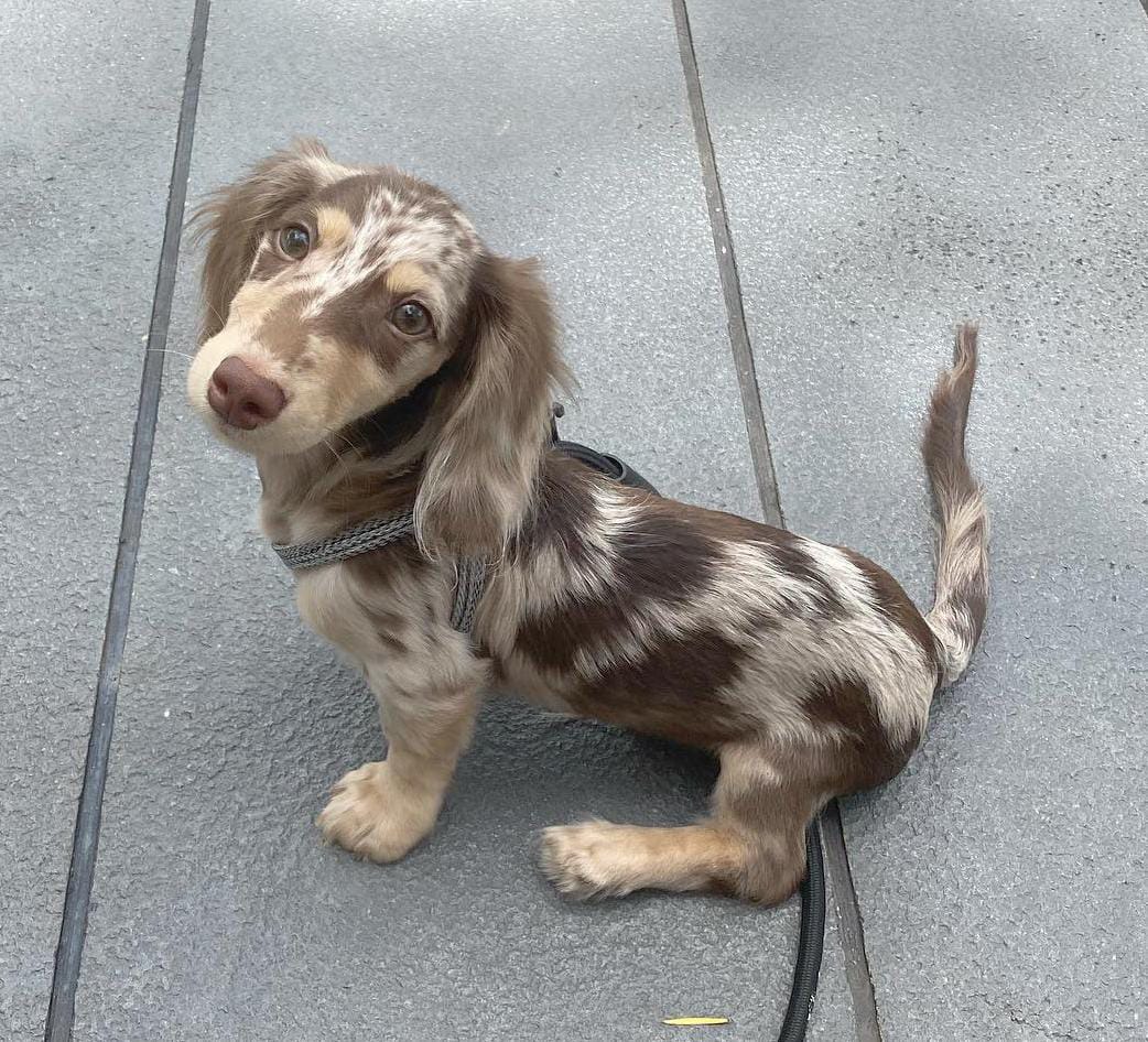 WhatsApp-Image-2024-03-25-at-5.52.57-PM-1